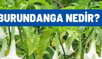 burundanga nedir