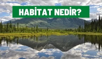habitat nedir