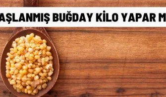 haslanmis bugday kilo yapar mi
