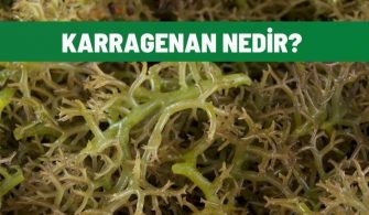 karragenan nedir