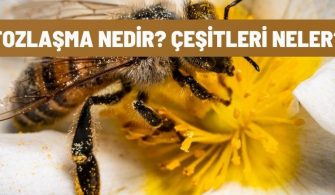 tozlasma nedir cesitleri neler