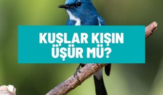 Kuşlar Kışın Üşür Mü? Kışın Kuşlar İçin Neler Yapılabilir?