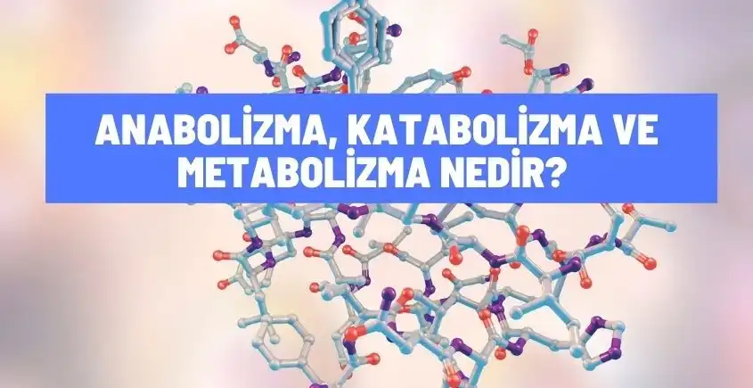Anabolizma, Katabolizma ve Metabolizma Nedir? Örnekler