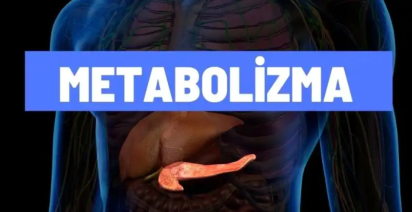 metabolizma nedir