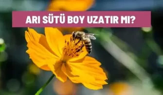 ari sutu boy uzatir mi
