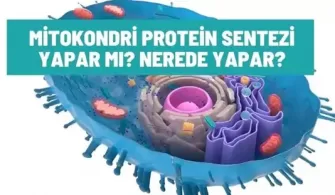 mitokondri protein sentezi yapar mi