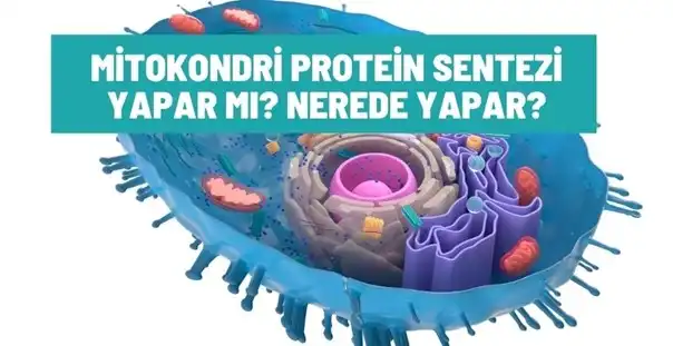 Mitokondri Protein Sentezi Yapar Mı? Nerede Yapar?