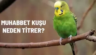 muhabbet kusum titriyor