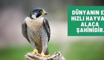Dünyanın En Hızlı Hayvanı Hangisi? – Dünyanın En Hızlı Kara Hayvanı – En Tehlikeli Hayvan – En Hızlı Atlar