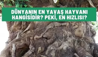 Dünyanın En Yavaş Hayvanı Hangisidir? | En Yavaş 10 Hayvan | Hayvan Hızları | Türkiye’de Tembel Hayvan Var Mı?