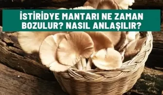 istiridye mantari ne zaman bozulur