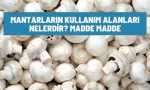 mantarlarin kullanim alanlari