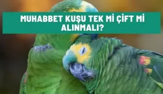muhabbet kusu tek mi cift mi