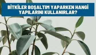 bitkiler bosaltim yaparken hangi yapilarini kullanir