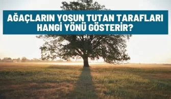 agaclarin yosunlu tarafi hangi yonu gosterir
