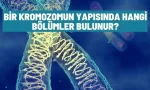 kromozomun yapisinda hangi bolumler bulunur