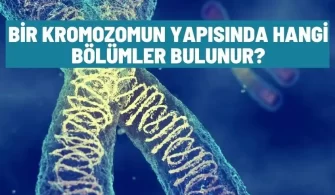 kromozomun yapisinda hangi bolumler bulunur