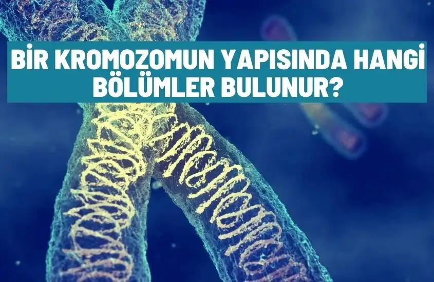 Bir Kromozomun Yapısında Hangi Bölümler Bulunur?