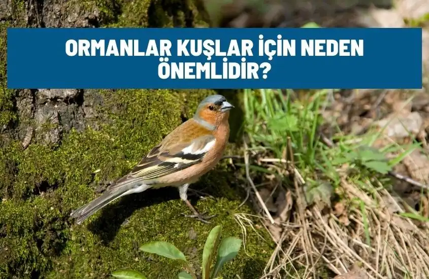 Ormanlar Kuşlar İçin Neden Önemlidir?