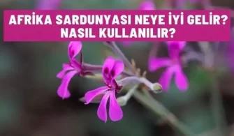 afrika sardunyasi neye iyi gelir