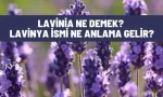lavinia ne demek