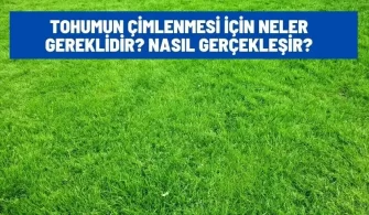 tohumun cimlenmesi icin ne gerekiyor
