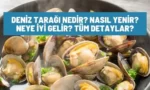 deniz taragi nedir nasil yenir