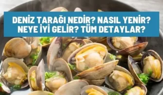 deniz taragi nedir nasil yenir