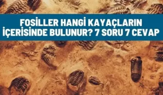 fosiller hangi kayaclarda bulunur