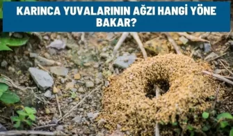 karinca yuvalarinin agzi hangi yone bakar