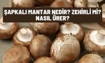 sapkali mantar zehirli mi
