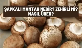 sapkali mantar zehirli mi