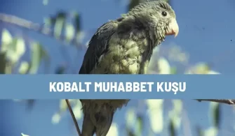 kobalt muhabbet kusu