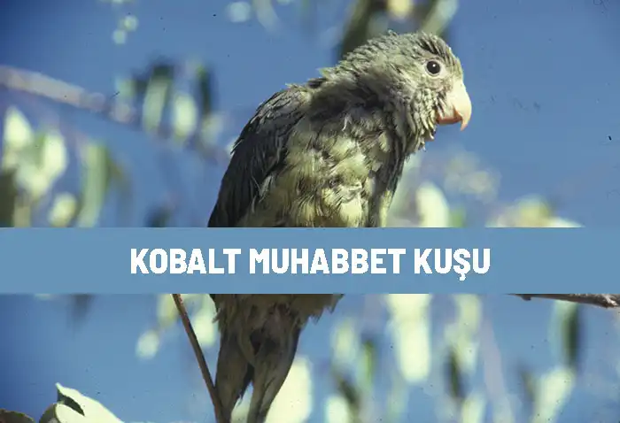 Kobalt Muhabbet Kuşu Özellikleri