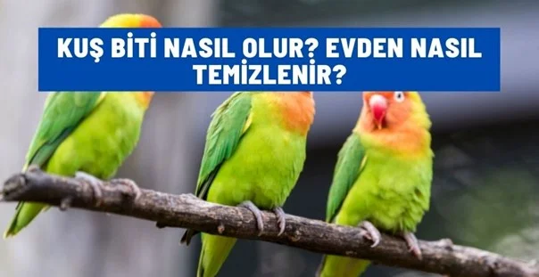 kus biti nasil olur