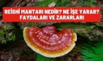 reishi mantari nedir