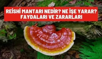 reishi mantari nedir