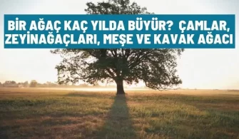 bir agac kac yilda buyur