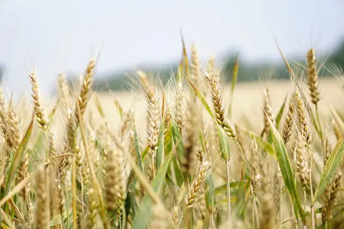 Buğday Ne Zaman Ekilir? Buğdayın Hasat Zamanı Ne Zamandır?