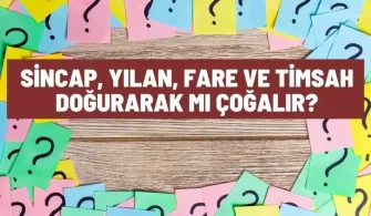 sincap yilan fare timsah dogurarak mi cogalir