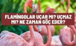 flamingolar ucar mi