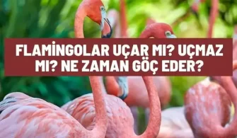 flamingolar ucar mi