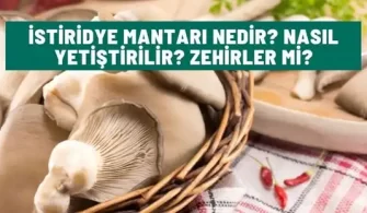istiridye mantari nedir