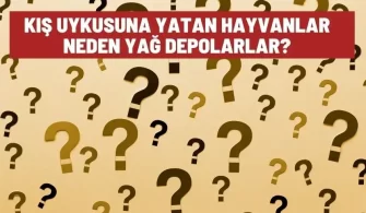 kis uykusuna yatan hayvanlar neden yag depolar