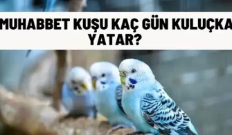 muhabbet kusu kac gun kulucka yatar