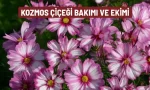 kozmos cicegi