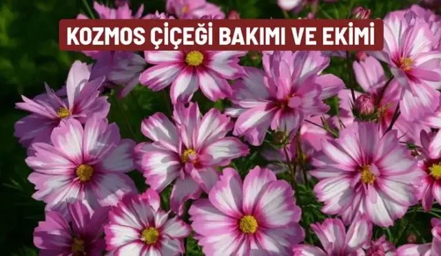 kozmos cicegi