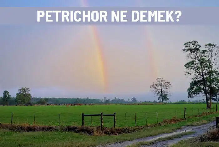 Petrichor Ne Demek?