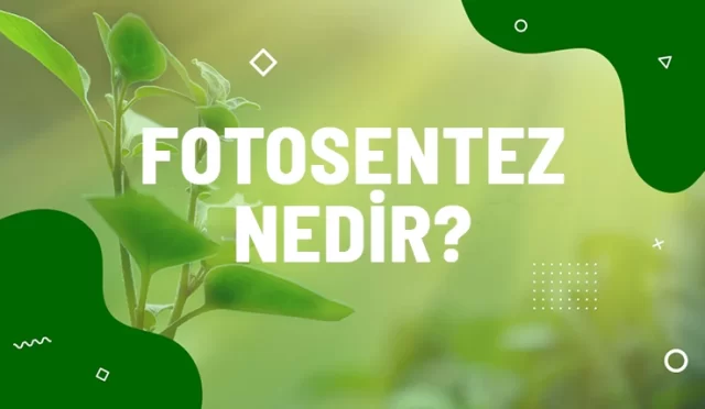 fotosentez hakkinda bilgi