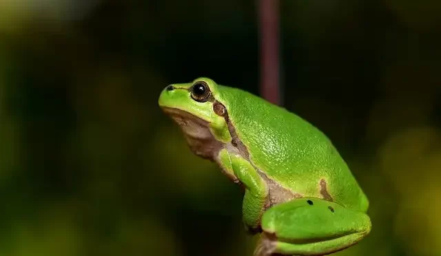 kurbaga omurgali midir